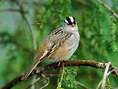 White-Crowned Sparrow